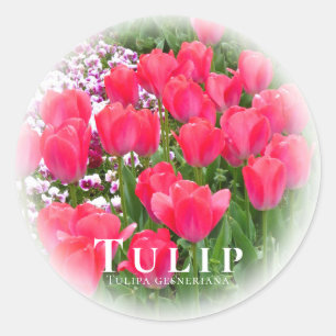 Tulip Classic Round Sticker