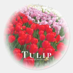 Tulip Classic Round Sticker