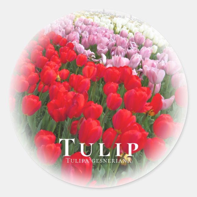 Tulip Classic Round Sticker (Front)