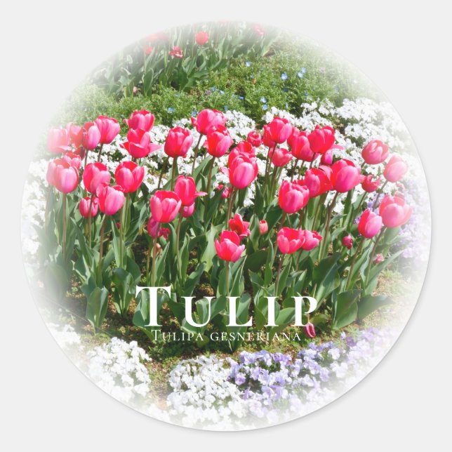 Tulip Classic Round Sticker (Front)