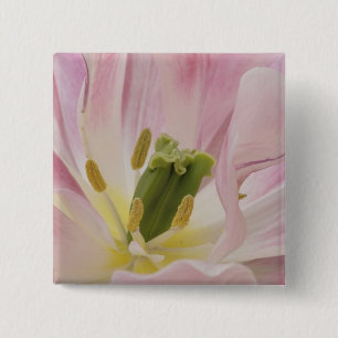 Tulip close-up, Keukenhof Gardens, Lisse, 15 Cm Square Badge
