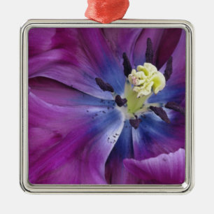 Tulip close-up, Keukenhof Gardens, Lisse, 2 Metal Ornament