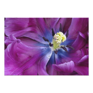 Tulip close-up, Keukenhof Gardens, Lisse, 2 Photo Print