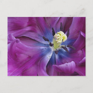 Tulip close-up, Keukenhof Gardens, Lisse, 2 Postcard