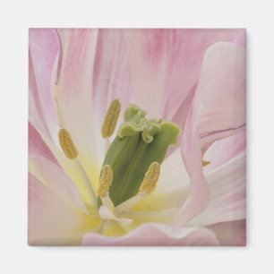 Tulip close-up, Keukenhof Gardens, Lisse, Magnet
