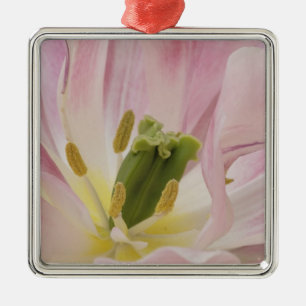 Tulip close-up, Keukenhof Gardens, Lisse, Metal Ornament