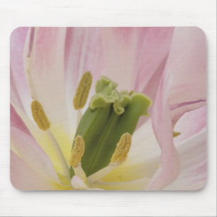 Tulip close-up, Keukenhof Gardens, Lisse, Mouse Pad