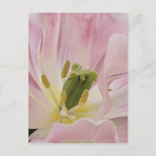 Tulip close-up, Keukenhof Gardens, Lisse, Postcard