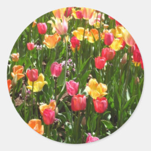 tulip,colourful classic round sticker