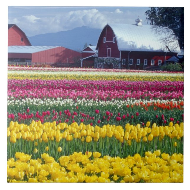Tulip display field ceramic tile (Front)