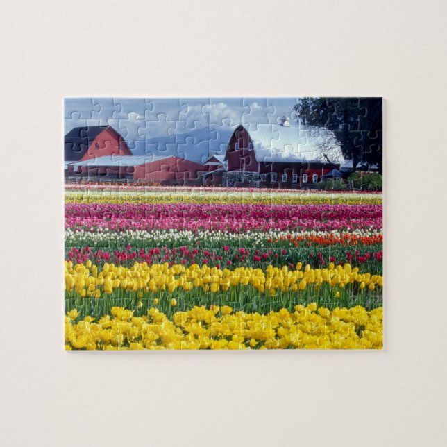 Tulip display field jigsaw puzzle (Horizontal)
