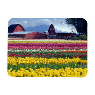Tulip display field magnet