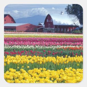 Tulip display field square sticker