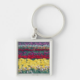 Tulip display garden in Skagit county, Key Ring