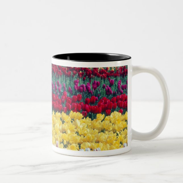 Tulip display garden in Skagit county, Two-Tone Coffee Mug (Right)