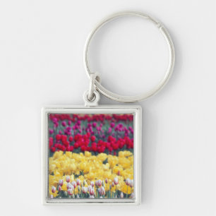 Tulip display garden in the Skagit valley, Key Ring