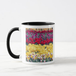 Tulip display garden in the Skagit valley, Mug