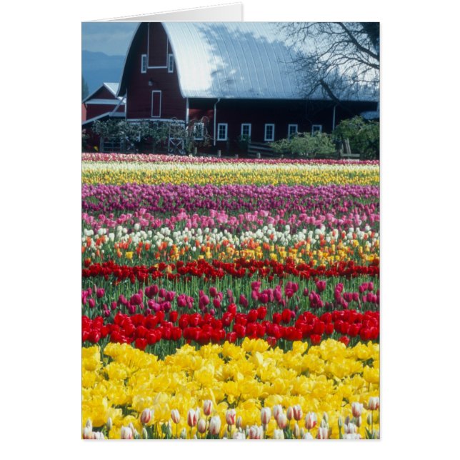 Tulip display garden, Skagit county, (Front)