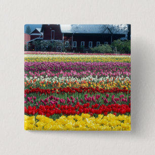 Tulip display garden, Skagit county, 15 Cm Square Badge