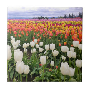 Tulip Farm Ceramic Tile