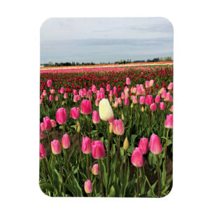 Tulip Farm in Oregon Magnet
