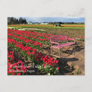 Tulip Farm in Oregon Postcard