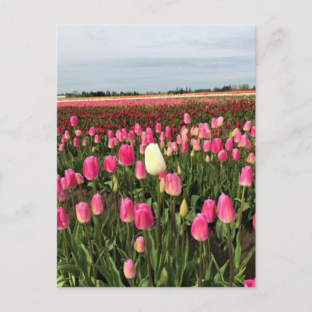 Tulip Farm in Oregon Postcard (Front)