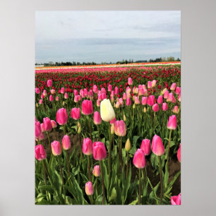 Tulip Farm in Oregon Poster