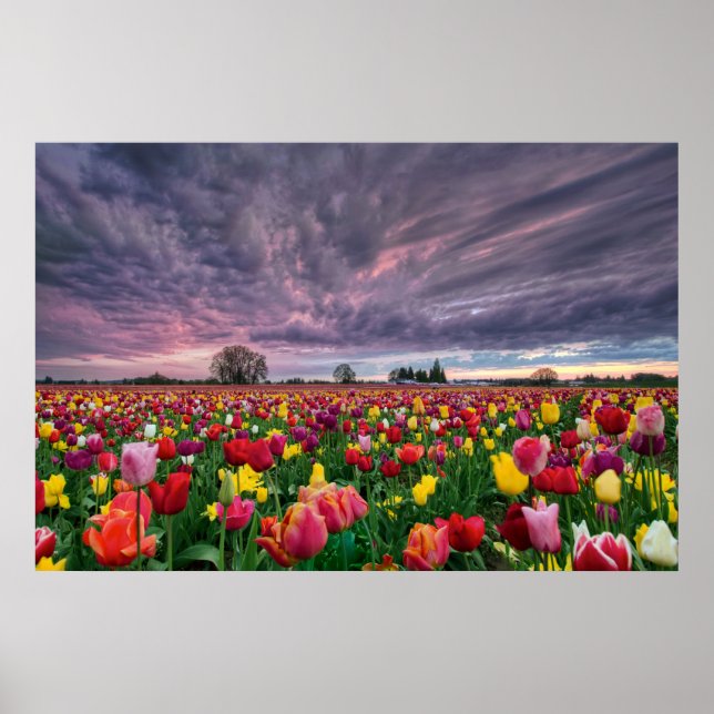 Tulip Farm in Woodburn Oregon Spring Season Poster (Front)