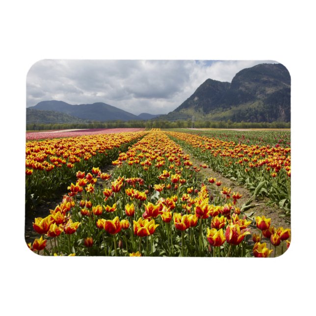 Tulip Farm near Agassiz, British Columbia, Magnet (Horizontal)