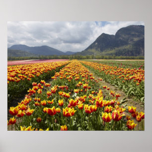 Tulip Farm near Agassiz, British Columbia, Poster