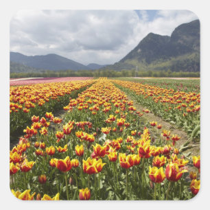 Tulip Farm near Agassiz, British Columbia, Square Sticker
