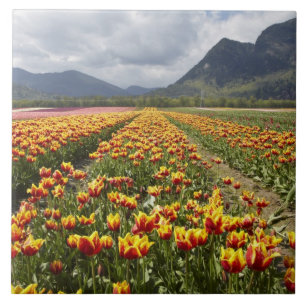 Tulip Farm near Agassiz, British Columbia, Tile