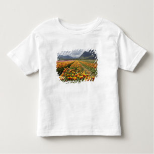 Tulip Farm near Agassiz, British Columbia, Toddler T-Shirt