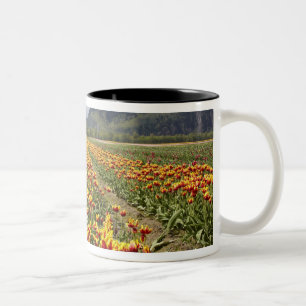 Tulip Farm near Agassiz, British Columbia, Two-Tone Coffee Mug