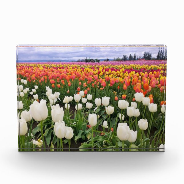 Tulip Farm Photo Block (Front)