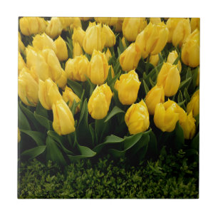 Tulip Festival - 27 Tile