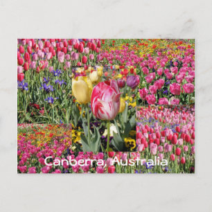 tulip festival, Canberra, Australia postcard