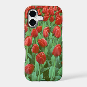 Tulip field blooms in the spring.