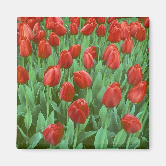 Tulip field blooms in the spring. magnet (Front)