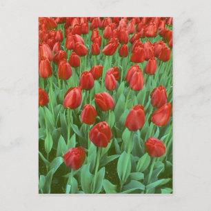 Tulip field blooms in the spring. postcard