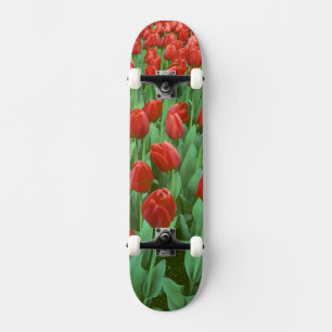 Tulip field blooms in the spring. skateboard