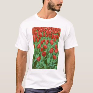 Tulip field blooms in the spring. T-Shirt