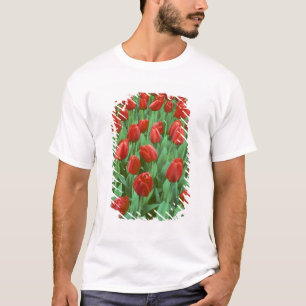 Tulip field blooms in the spring. T-Shirt