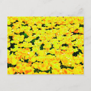 Tulip field - golden yellow postcard