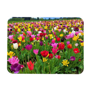 Tulip Field, Oregon Magnet