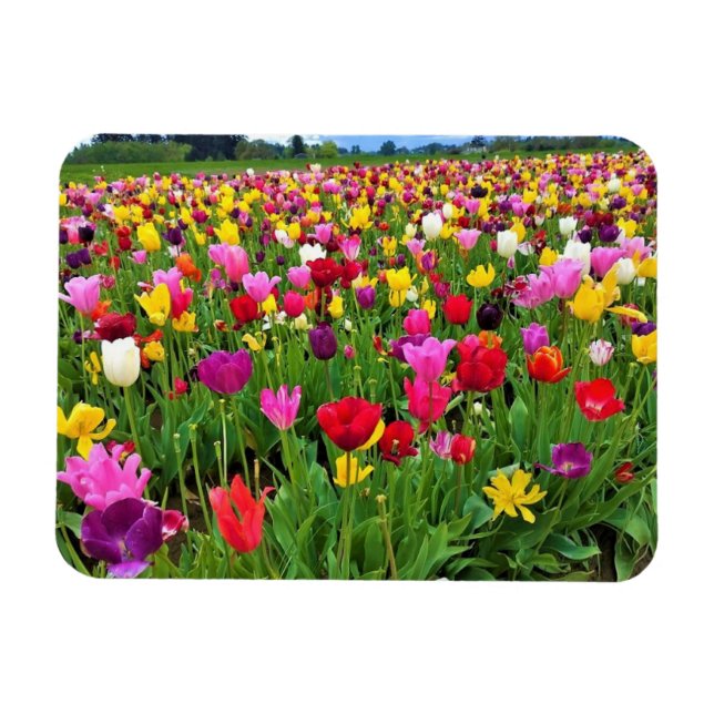 Tulip Field, Oregon Magnet (Horizontal)