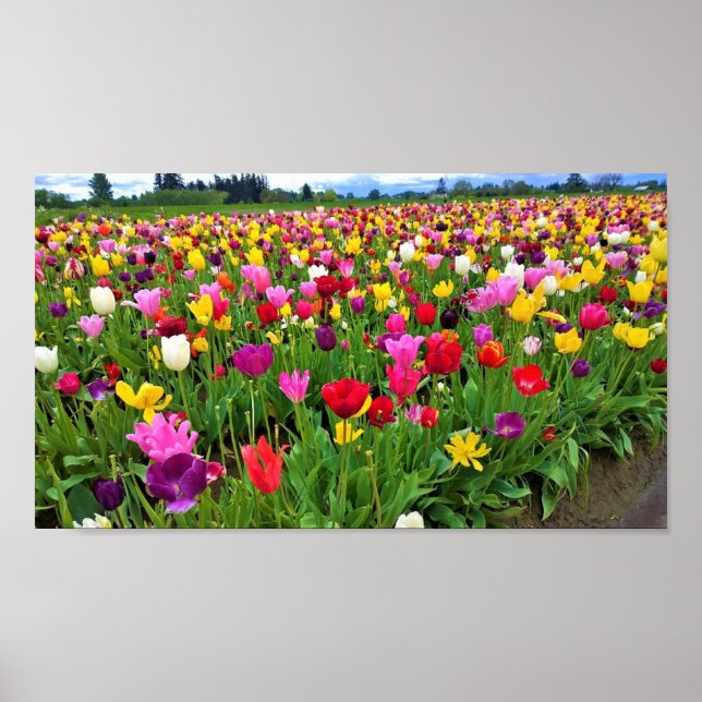 Tulip Field, Oregon Poster (Front)