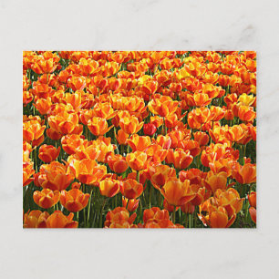 Tulip Field Postcard
