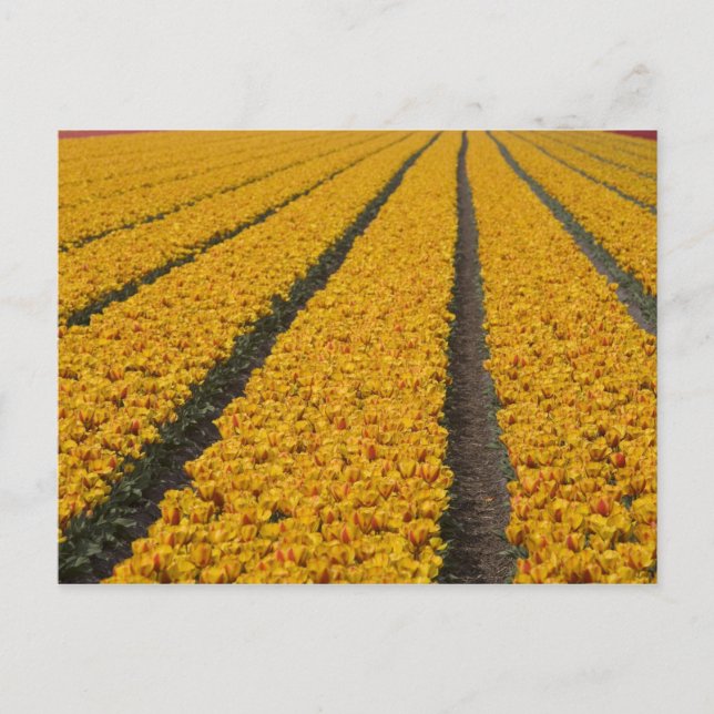 Tulip field, The Netherlands Postcard (Front)